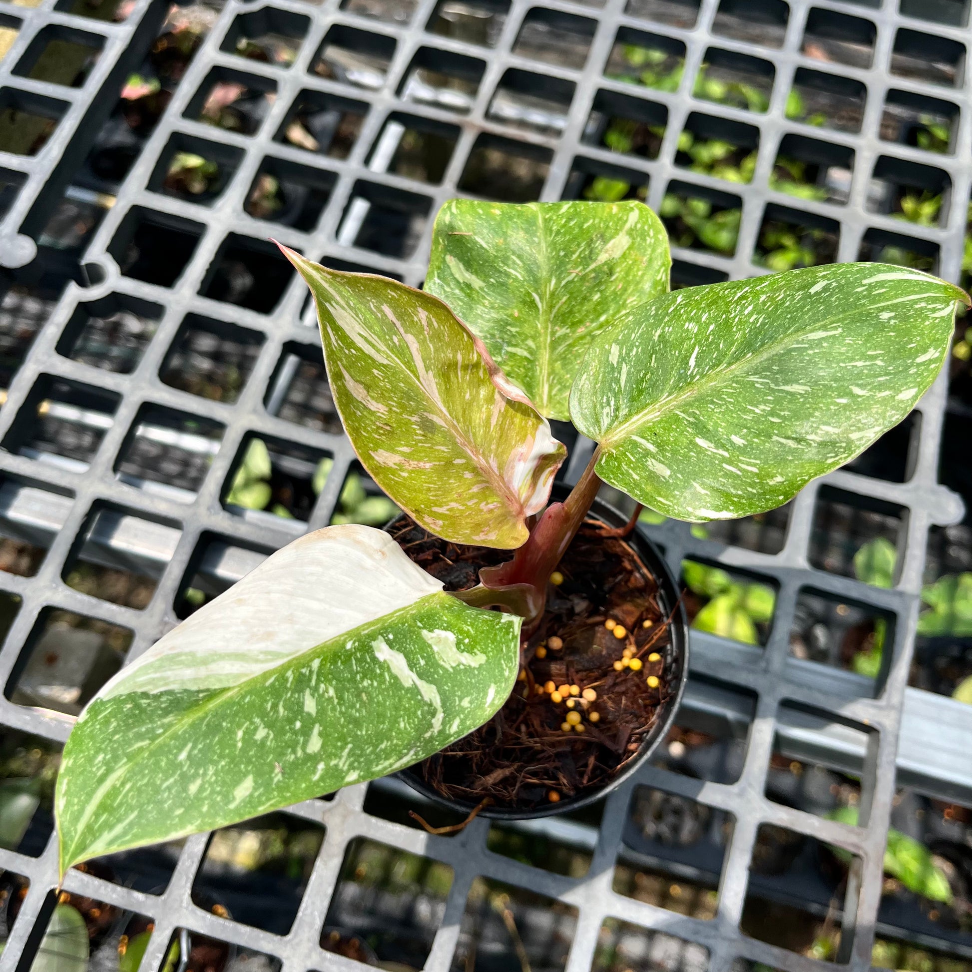 variegated philodendron white knight Philodendron White Knight Marble Variegated