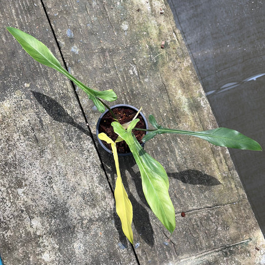 Philodendron Joepii Mint Variegated - Exact Plant (P064)