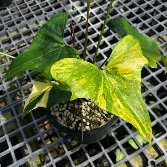 Anthurium Pterodactyl Variegated