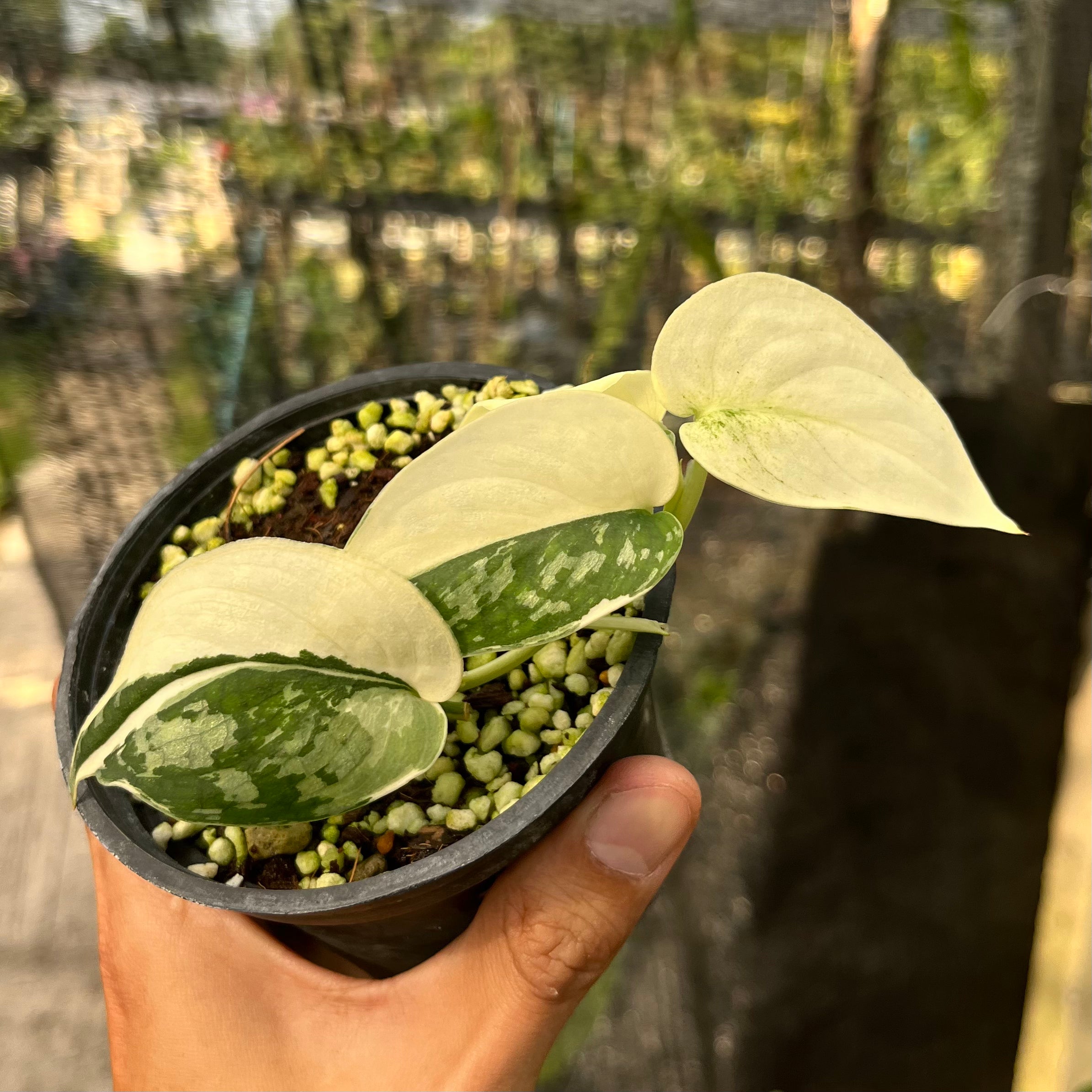 Scindapsus – greenroomplanter