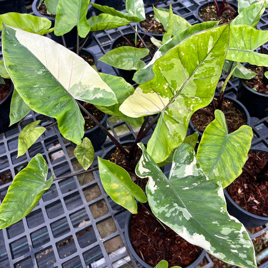 Alocasia Macrorrhiza Black Stem variegated