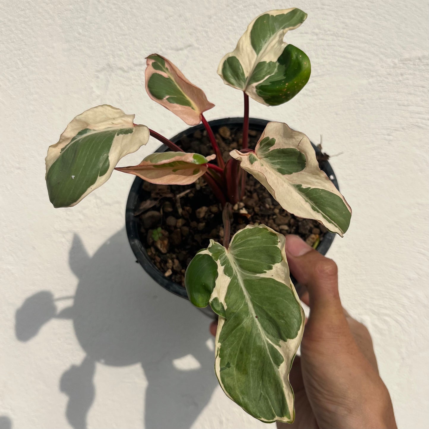 Homalomena Rubescens Marshmallow