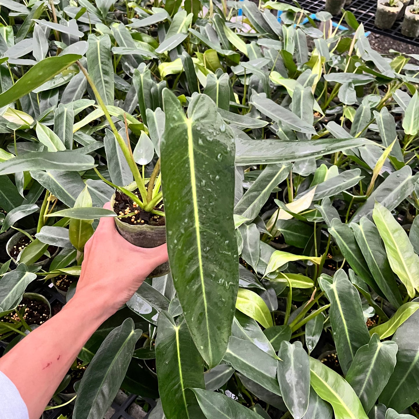 Philodendron Spiritus Sancti