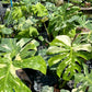 Monstera Thai Constellation- Large Size