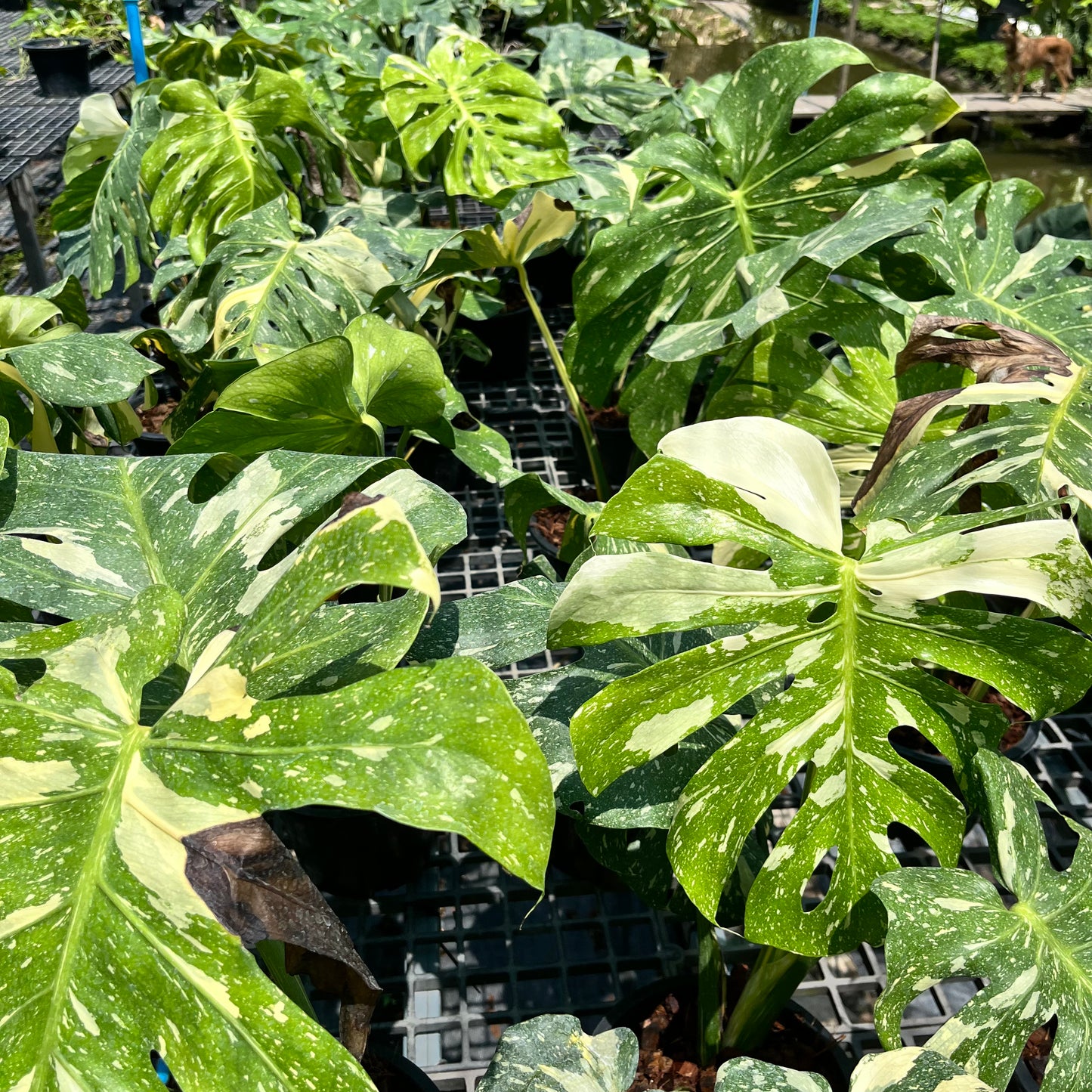 Monstera Thai Constellation- Large Size