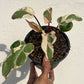 Homalomena Rubescens Marshmallow