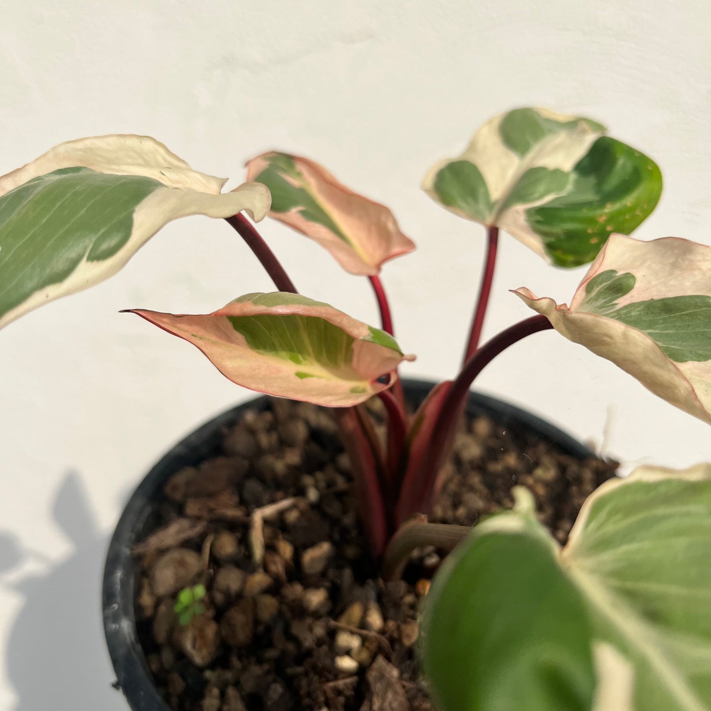 Homalomena Rubescens Marshmallow