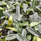 Philodendron Spiritus Sancti
