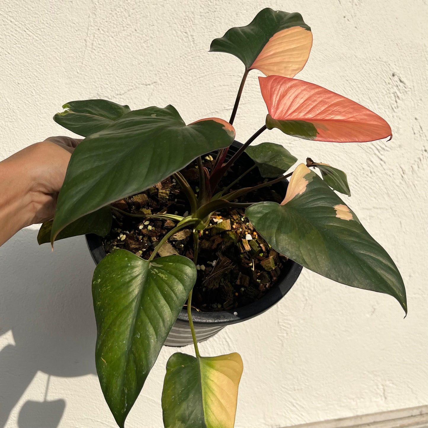 Homalomena cf. Aromatica var. Pink Diamond