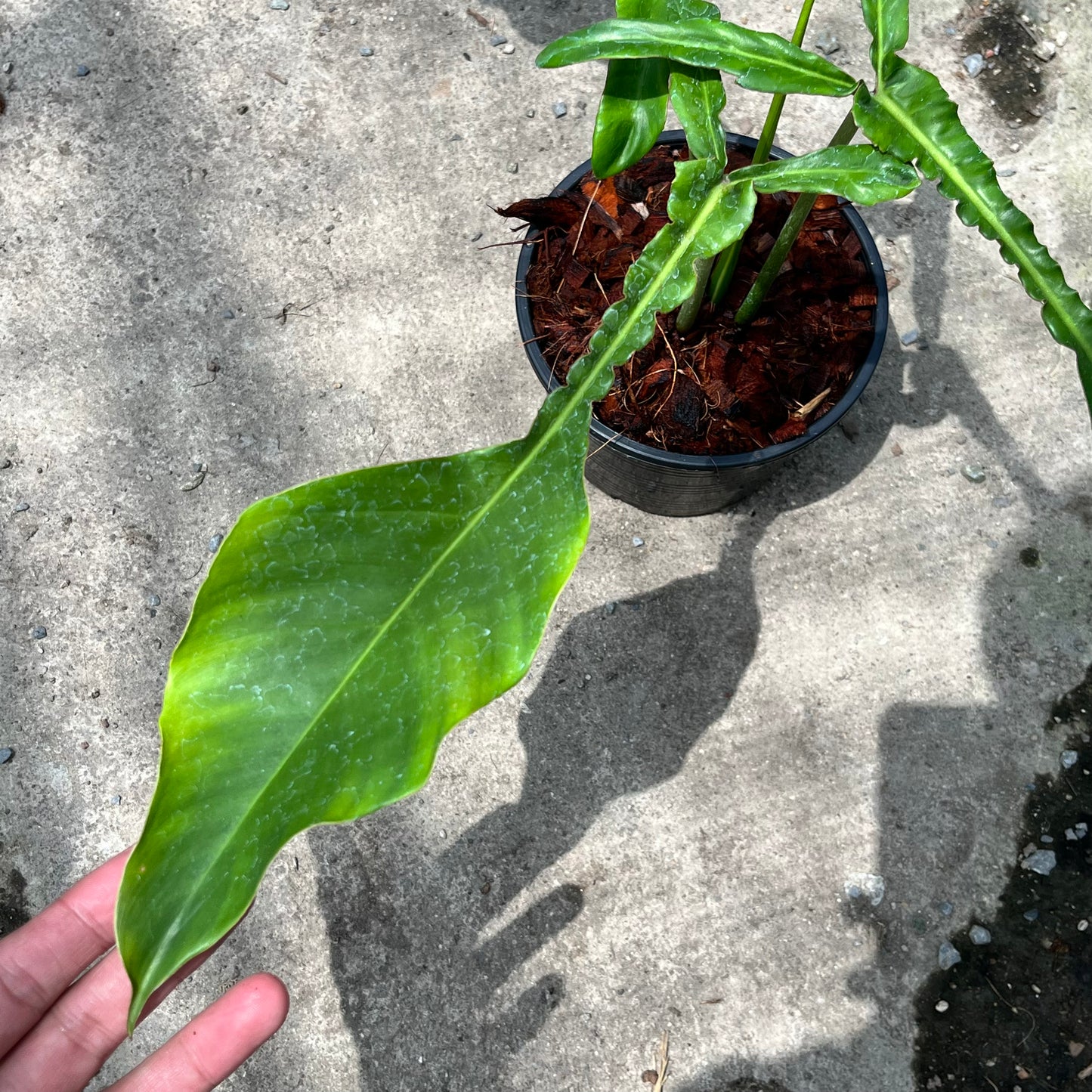 Philodendron Joepii