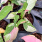 Syngonium Redspot Tricolor