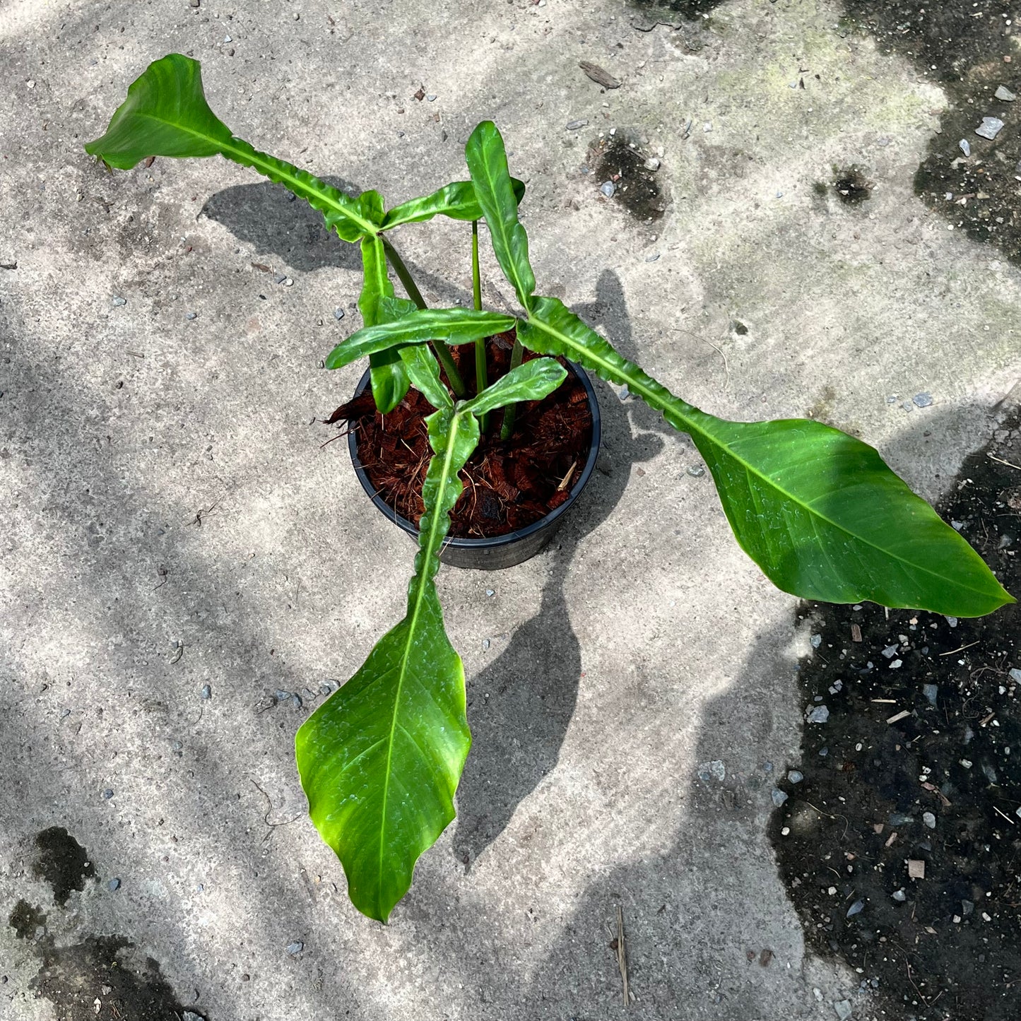 Philodendron Joepii