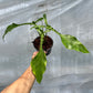 Philodendron Joepii