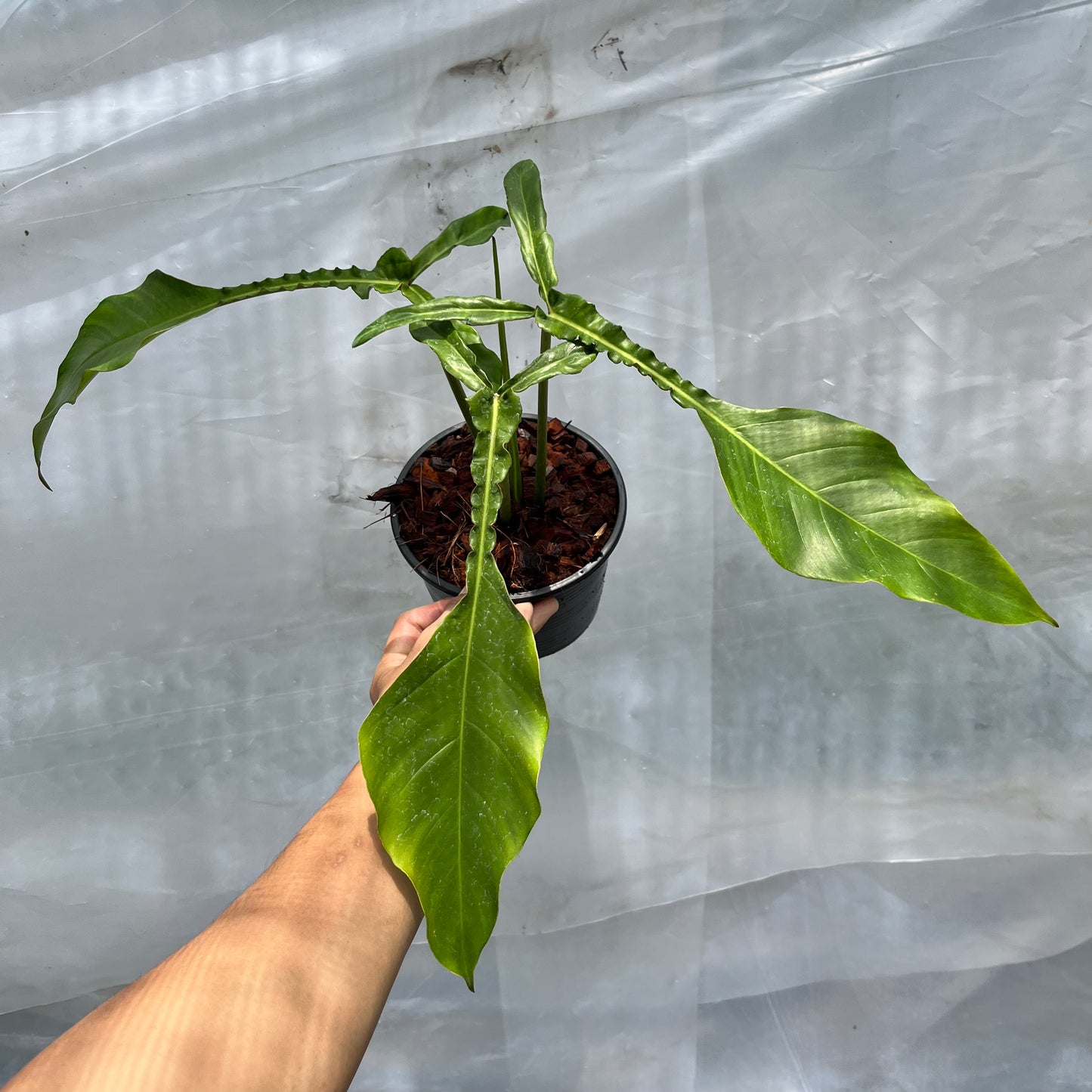 Philodendron Joepii