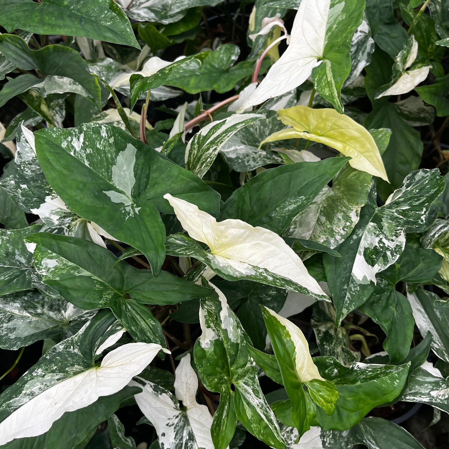 Syngonium