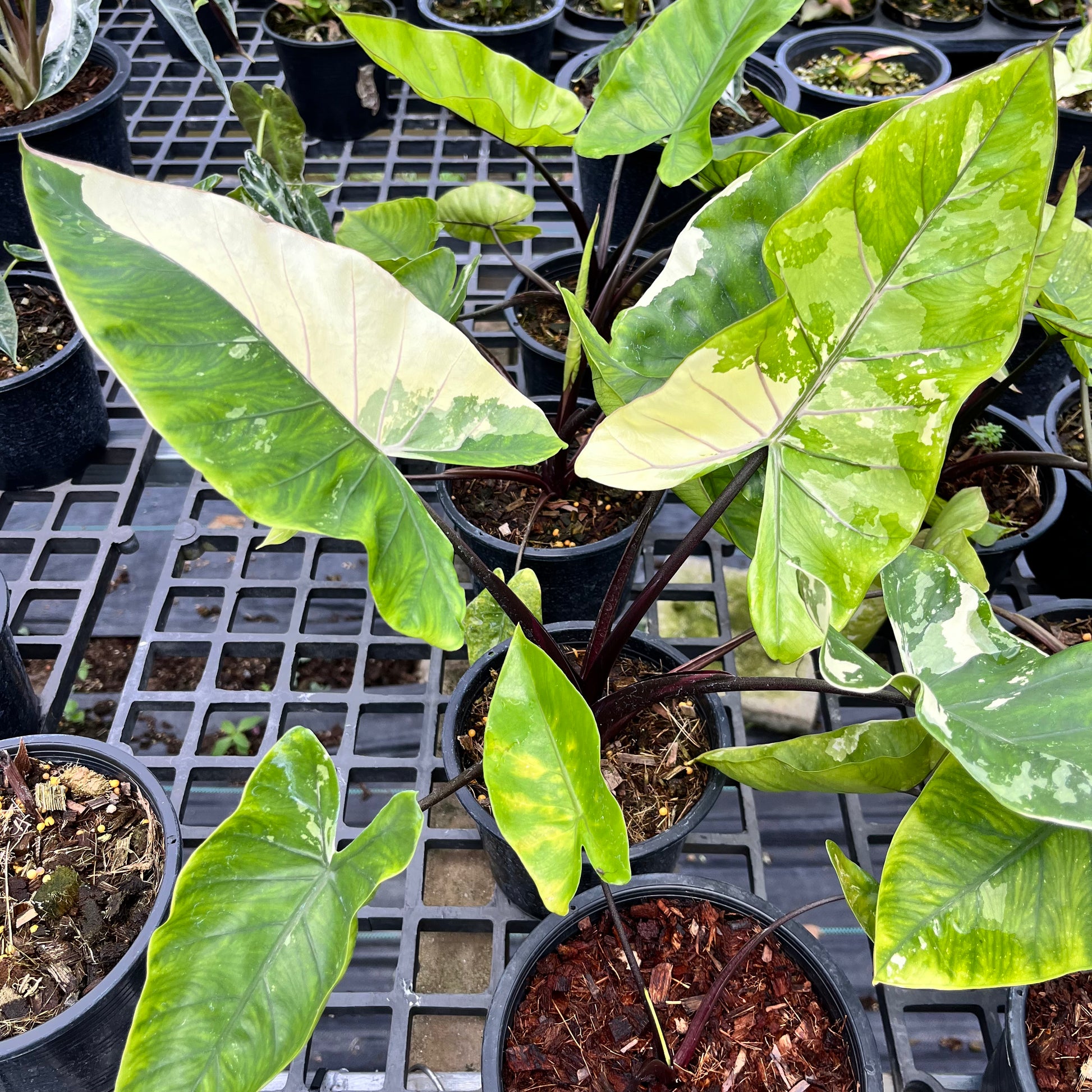 Alocasia Macrorrhiza Black Stem variegated – Greenroom Planter Alocasia Macrorrhiza Black Stem variegated – Greenroom Planter