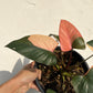 Homalomena cf. Aromatica var. Pink Diamond