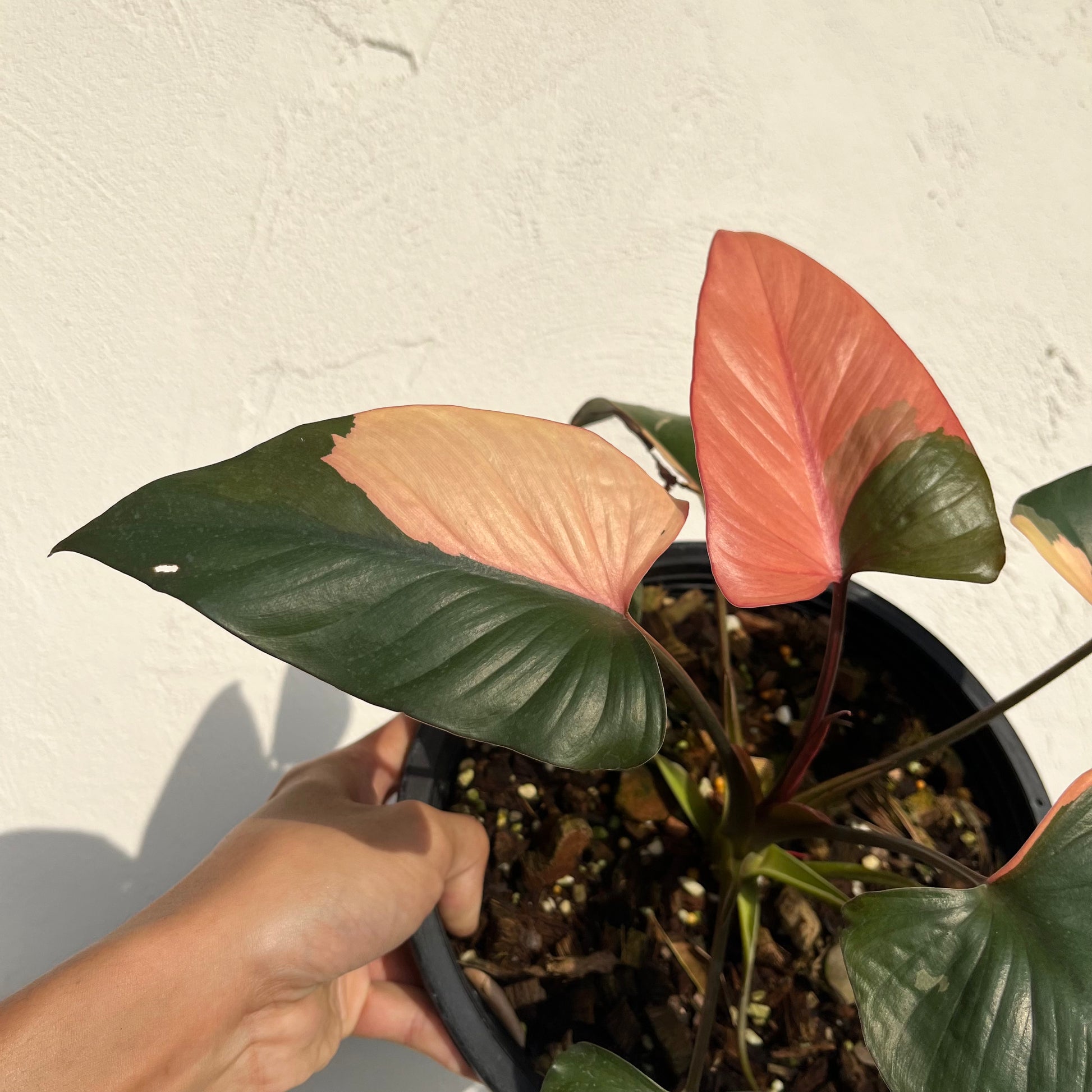 philodendron homalomena Homalomena Pink Diamond variegated *Preorder* Planted