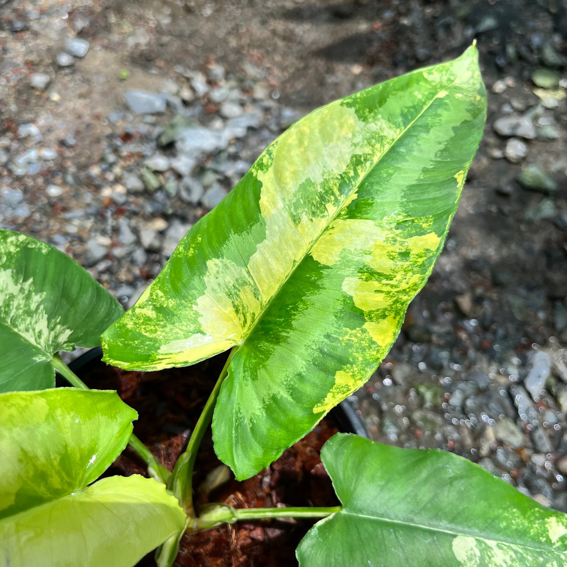 philodendron wallichii Schismatoglottis Wallichii Variegated – Greenroom Planter
