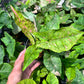 Syngonium Pink Splash Allusion