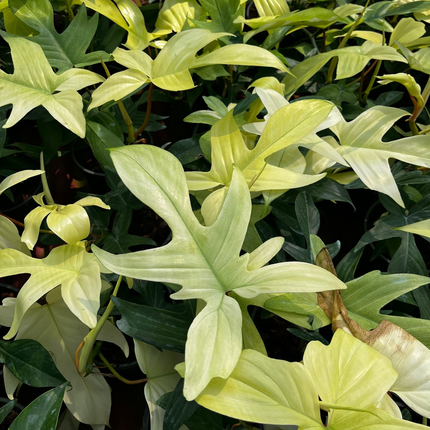 Philodendron Florida Ghost