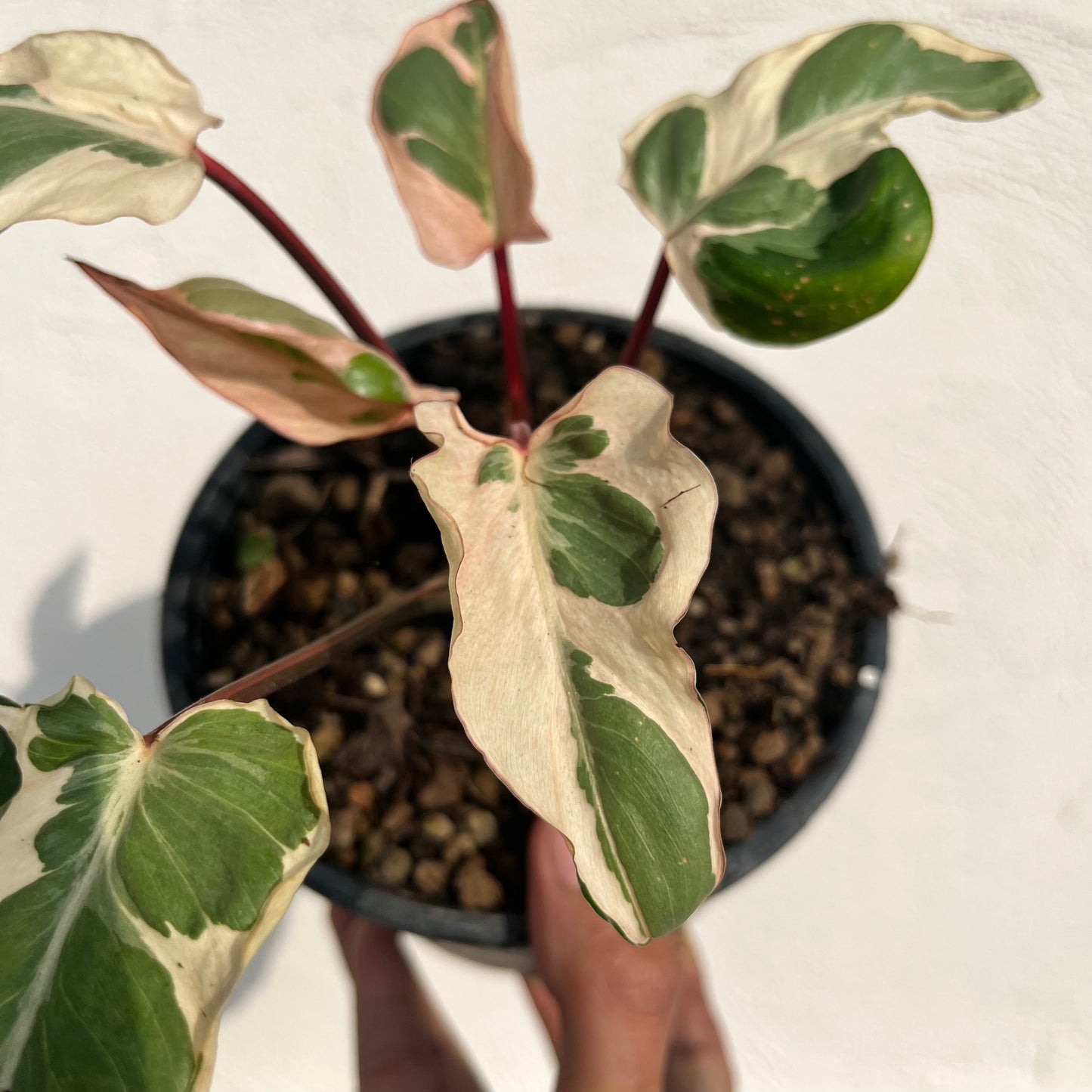 Homalomena Rubescens Marshmallow