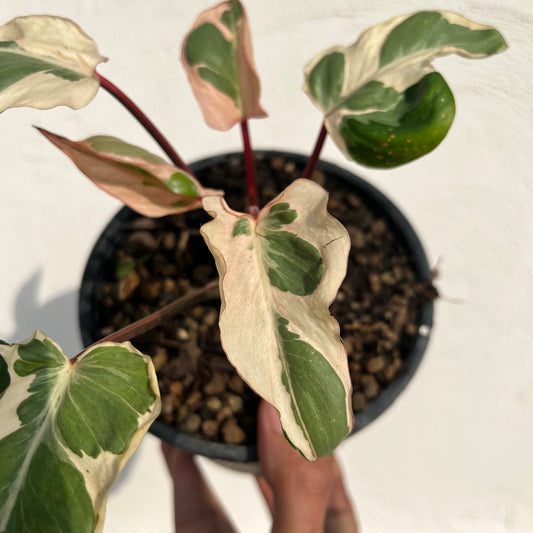 Homalomena Rubescens Marshmallow