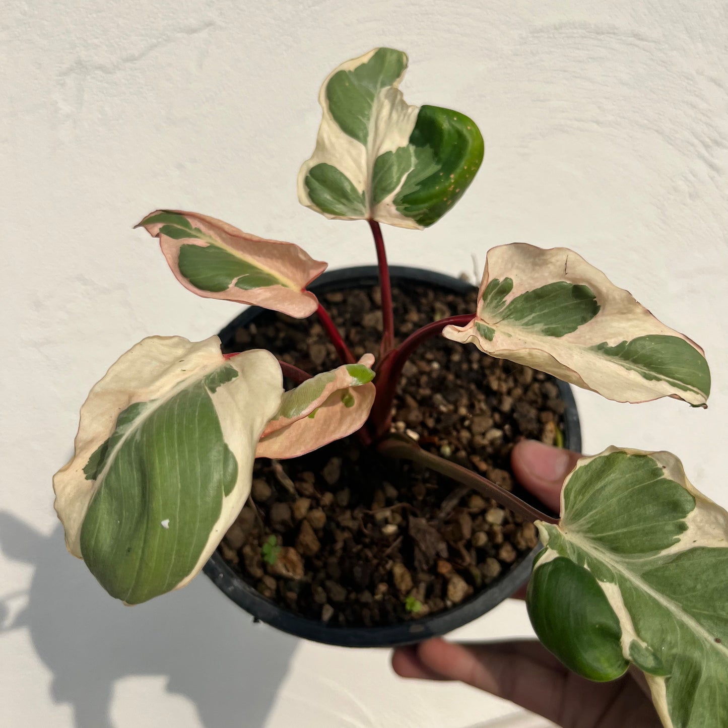 Homalomena Rubescens Marshmallow