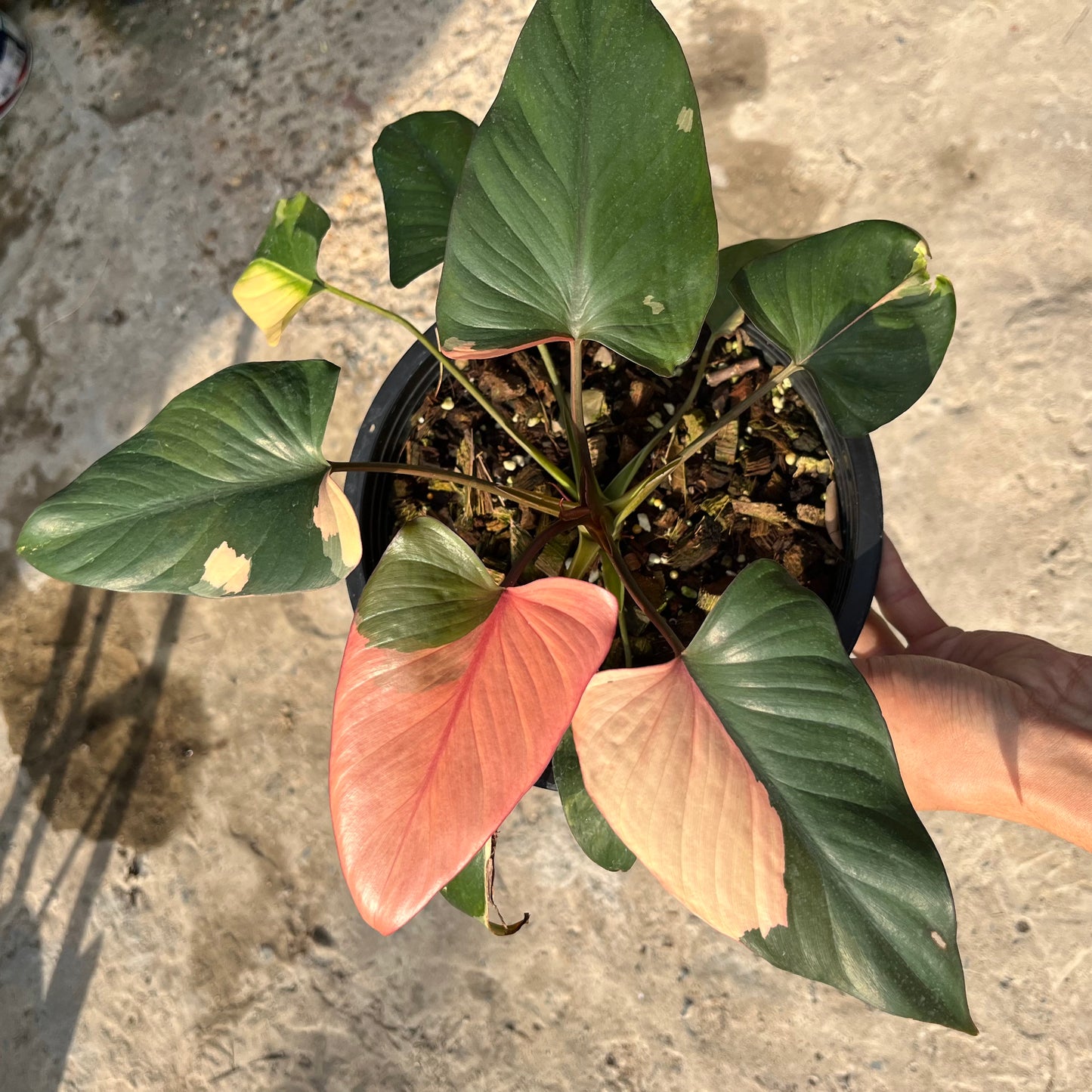 Homalomena cf. Aromatica var. Pink Diamond