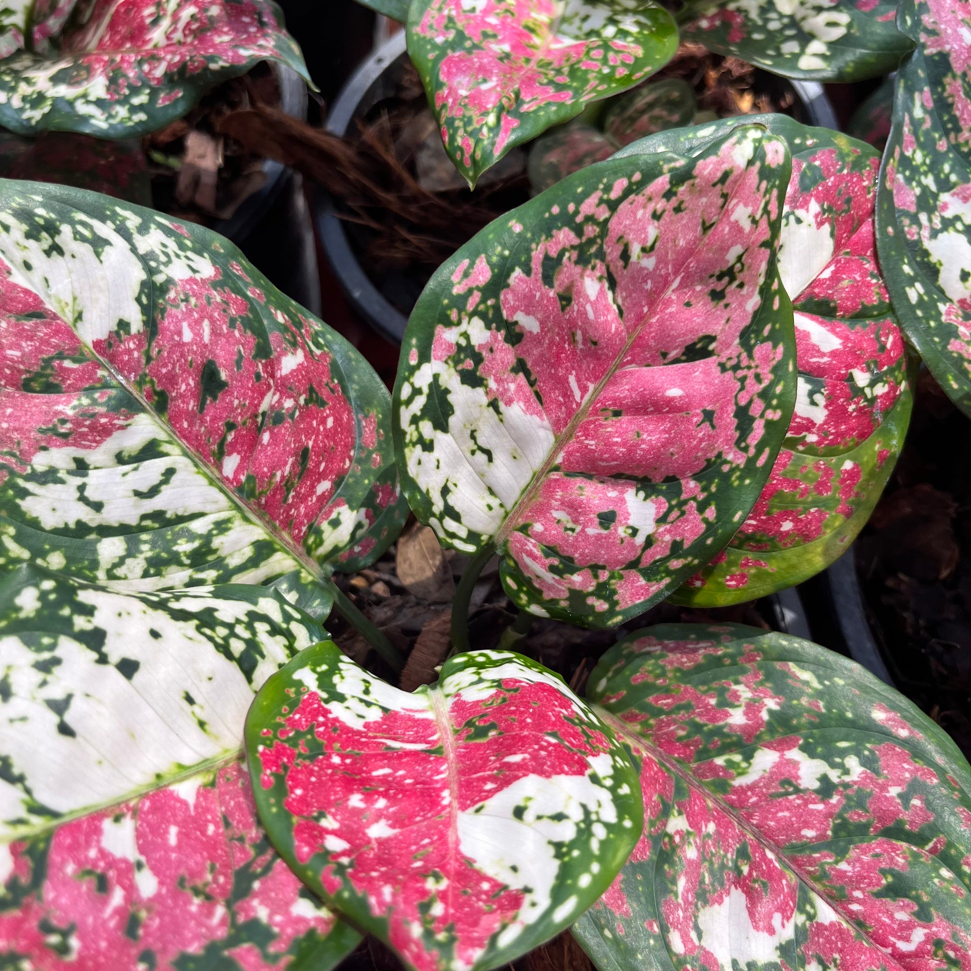 aglaonema anyamanee Aglaonema Anyamanee Tricolor – Greenroom Planter