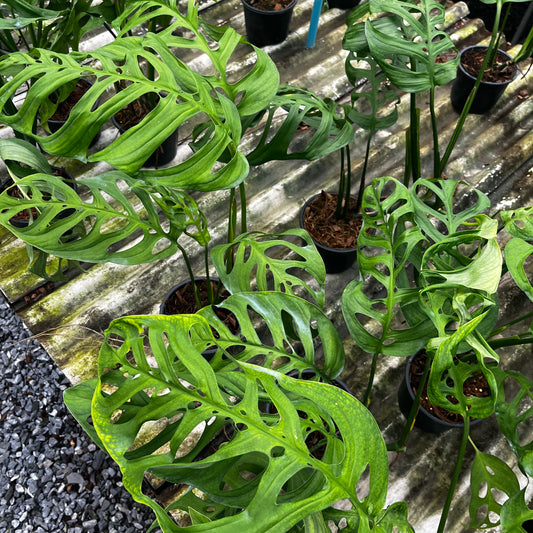 Monstera Esqueleto