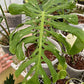 Monstera Deliciosa Fish Bone