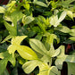 Philodendron Florida Ghost