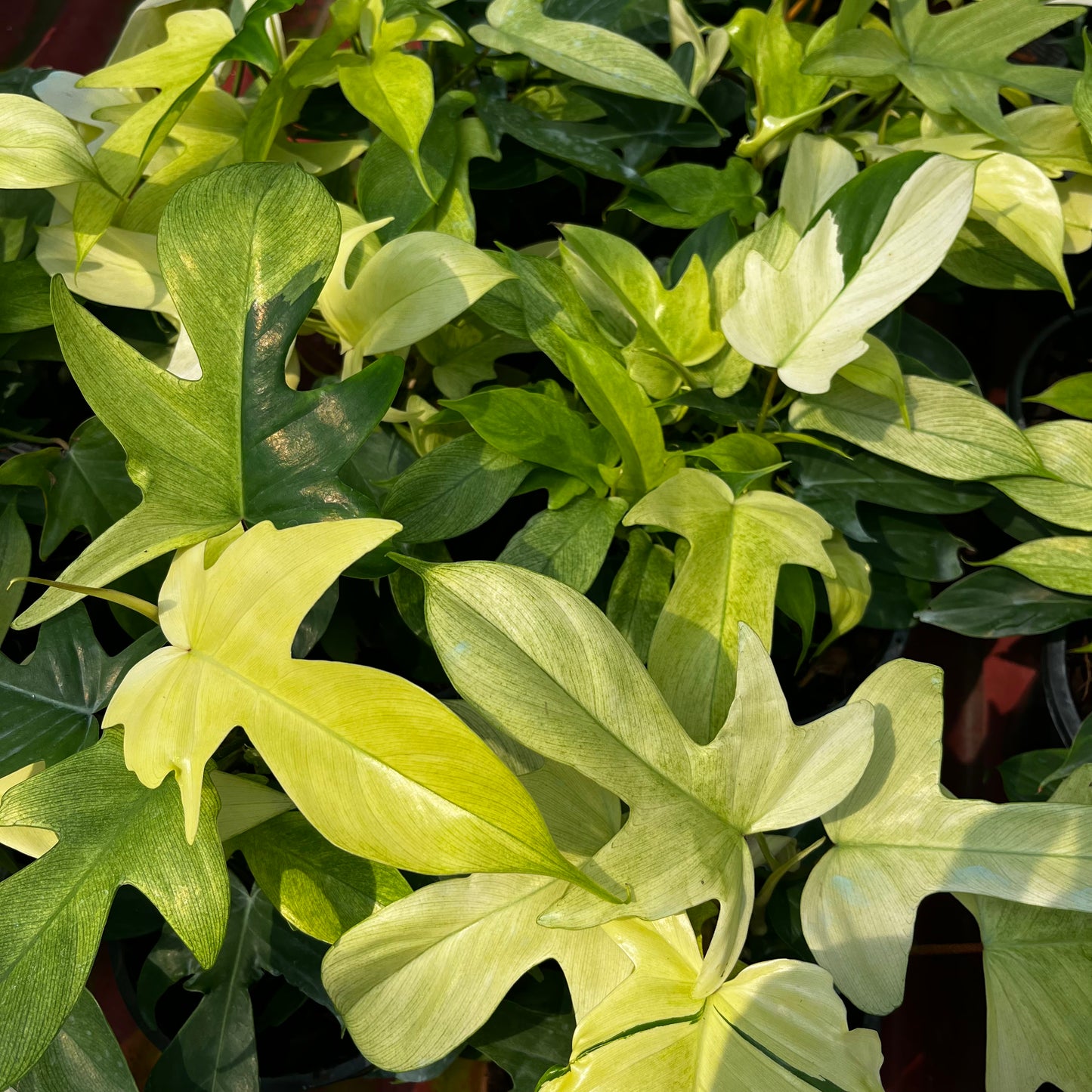 Philodendron Florida Ghost