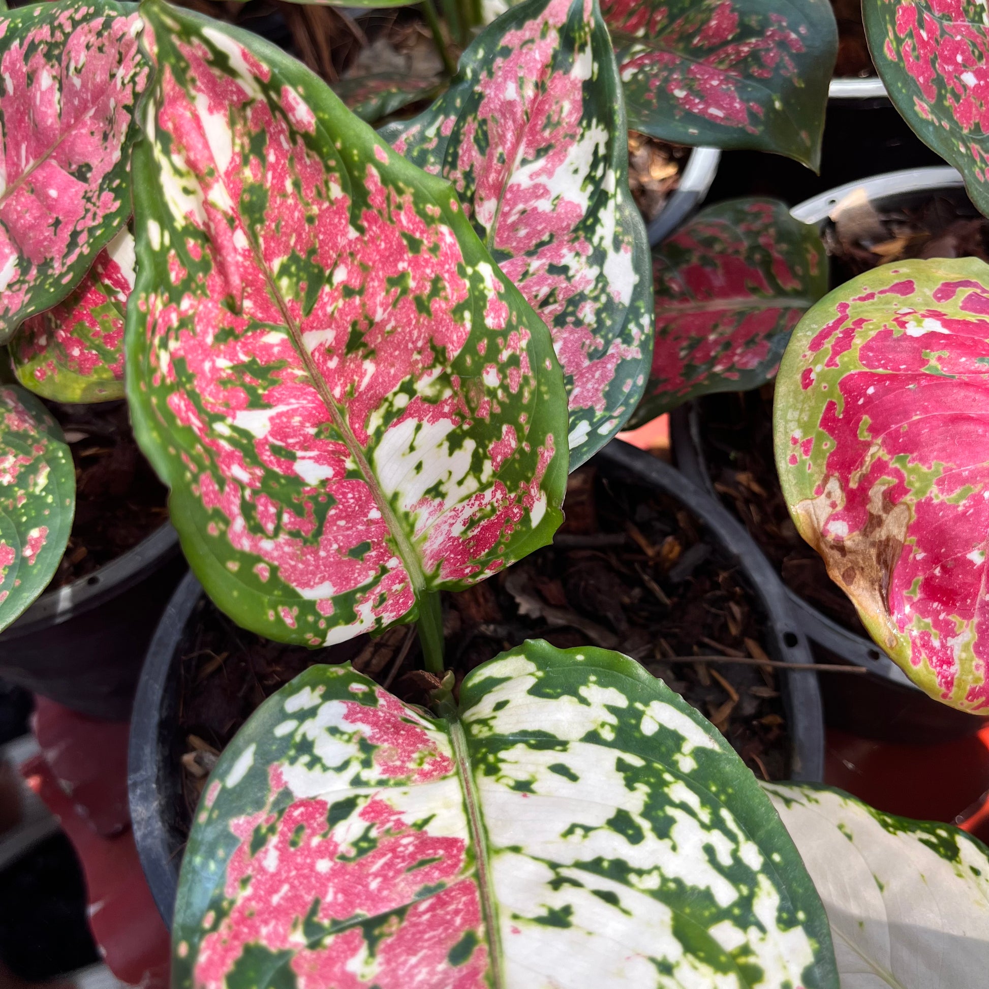 aglaonema red anyamanee Aglaonema Anyamanee Tricolor – Greenroom Planter