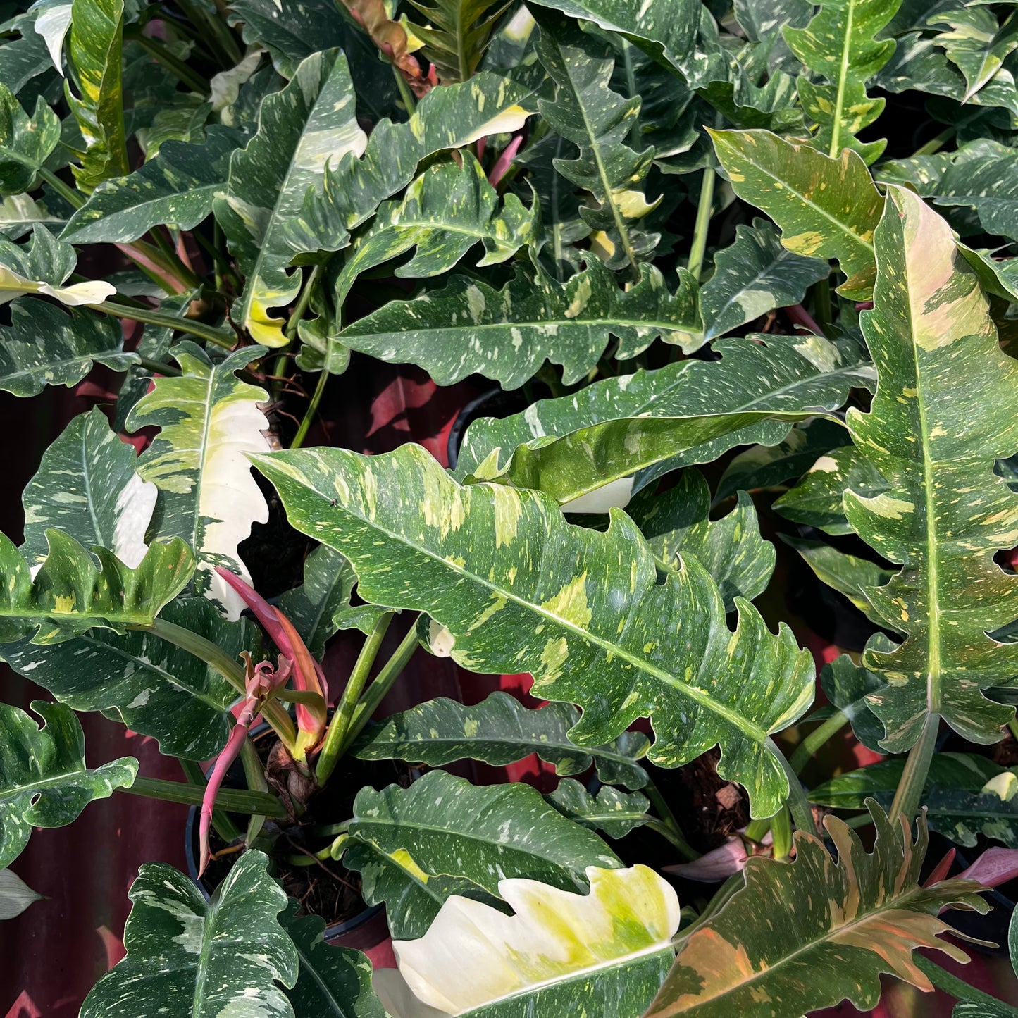 Philodendron Ring Of Fire