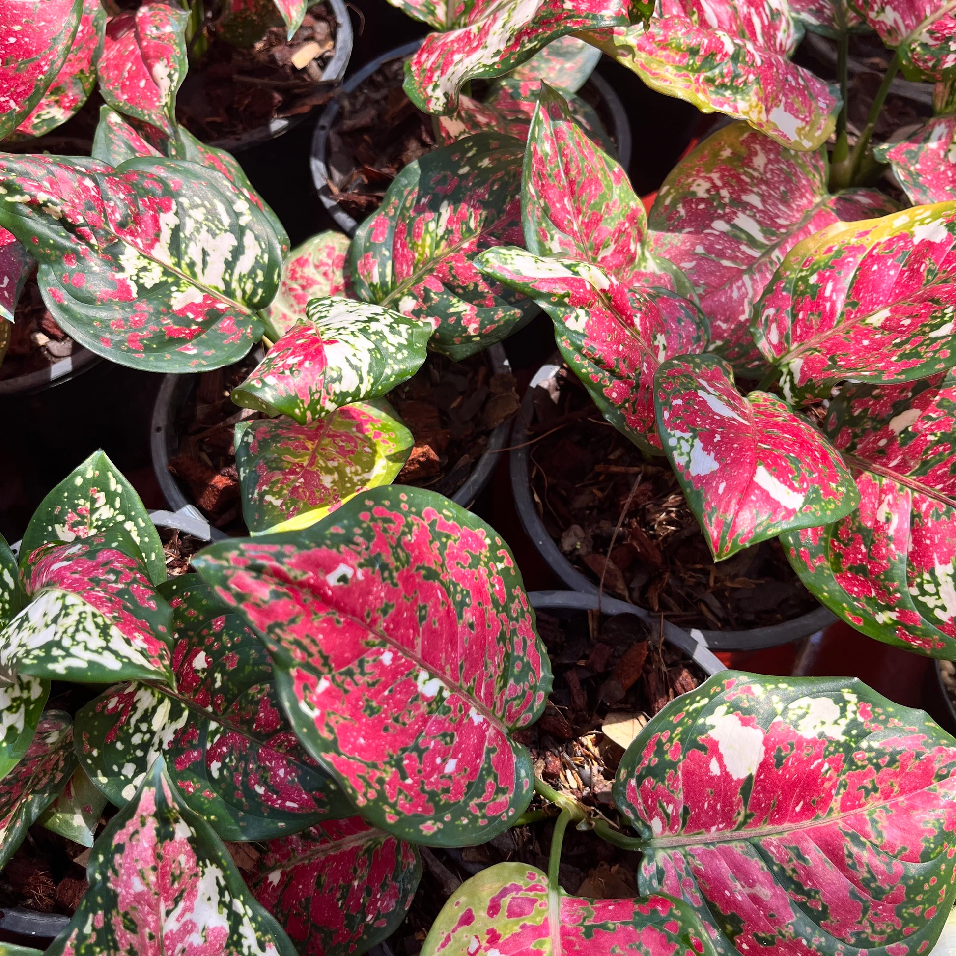 aglaonema pink anyamanee Aglaonema Anyamanee Tricolor