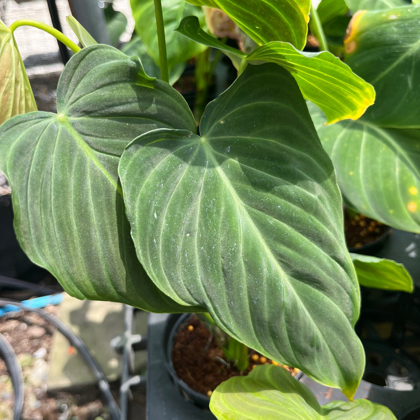 Philodendron Splendid