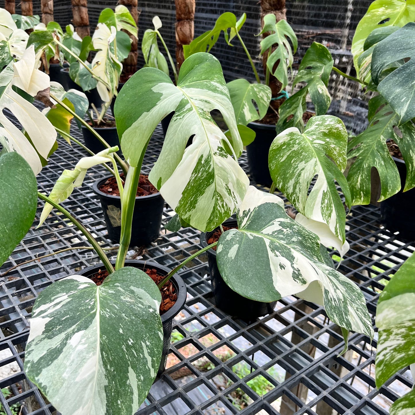 Monstera Borsigiana Albo with highly variegated white and green foliage