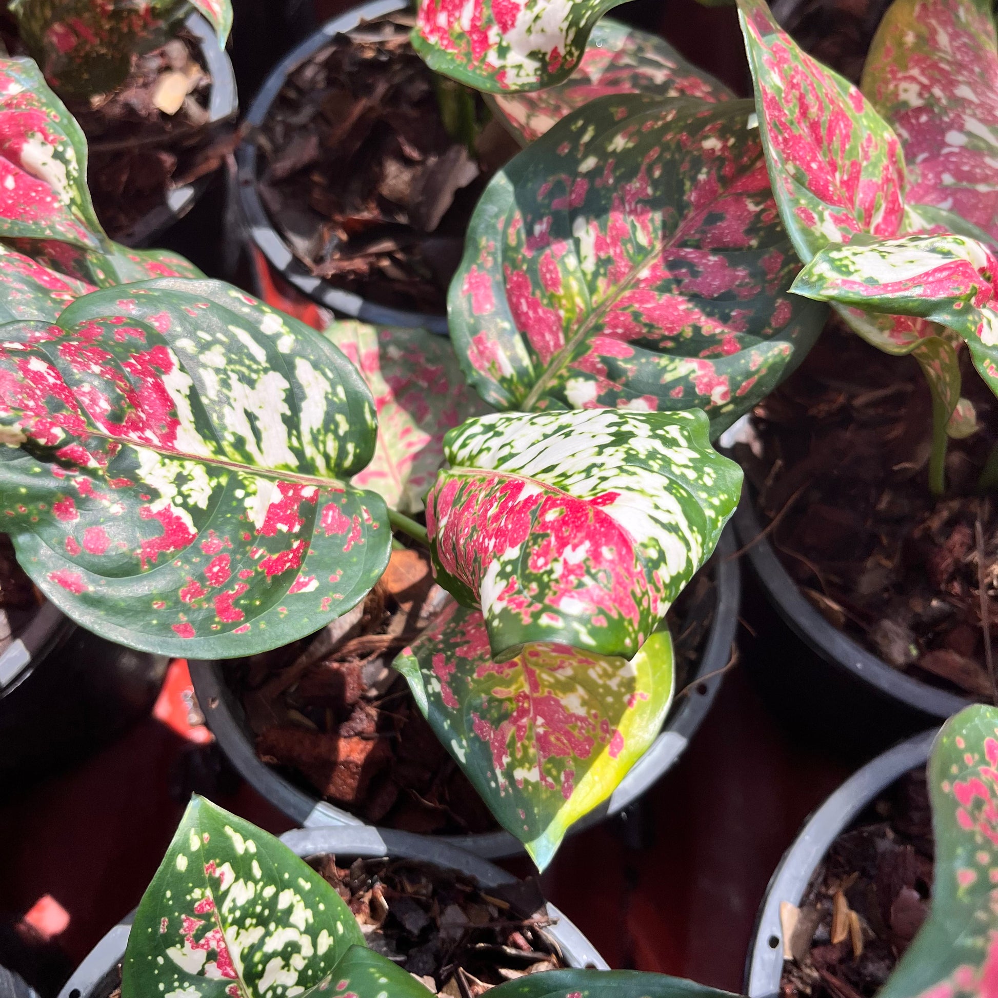 aglaonema nitidum x commutatum tricolor Aglaonema Anyamanee Tricolor – Greenroom Planter