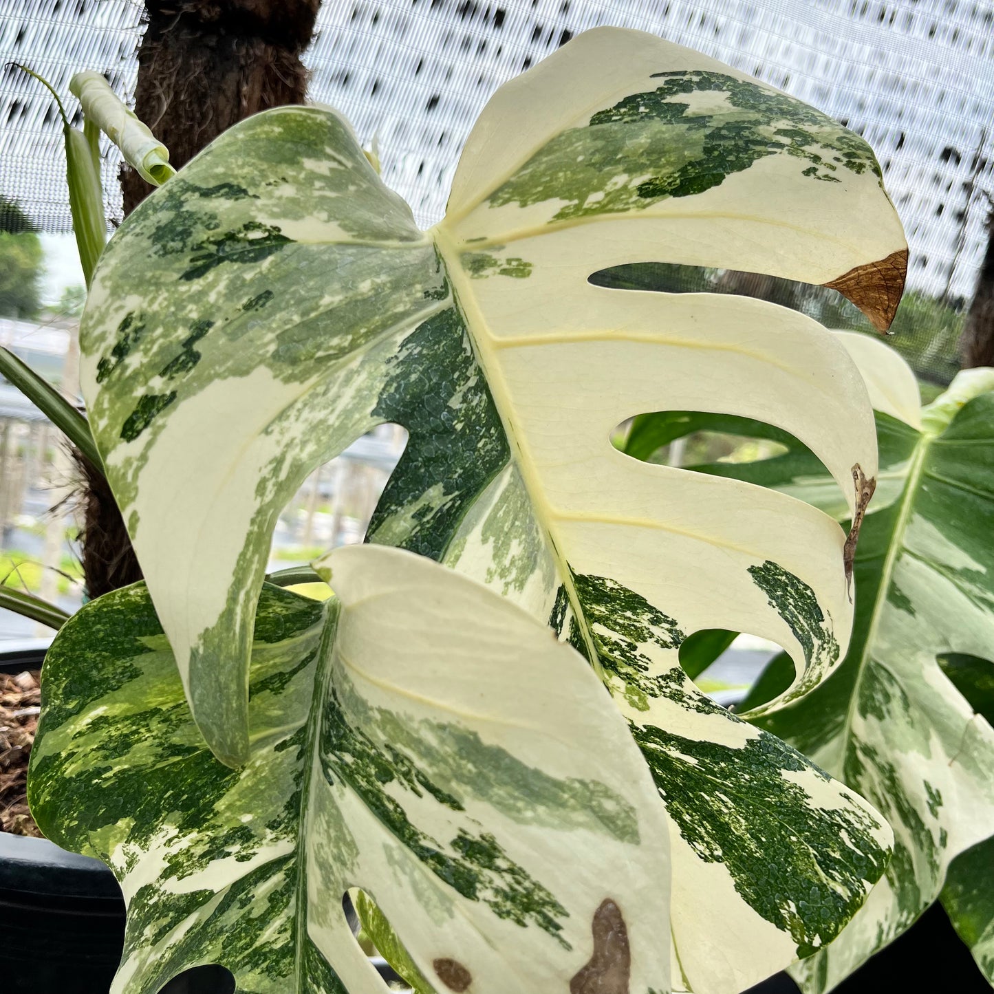 Monstera Borsigiana Albo with highly variegated white and green foliage