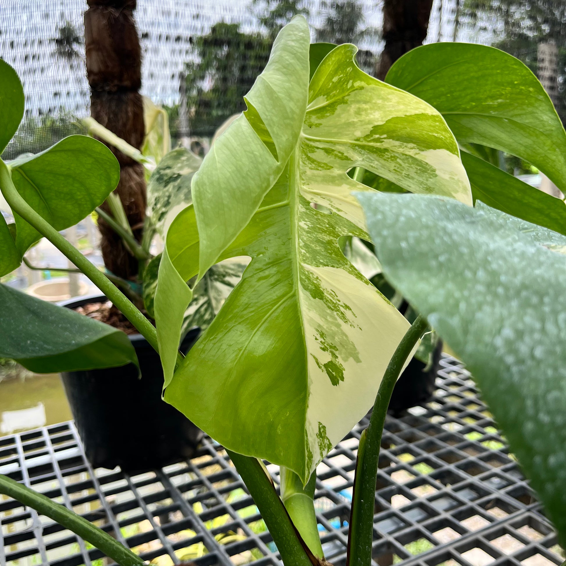 Monstera Borsigiana Albo with highly variegated white and green foliage