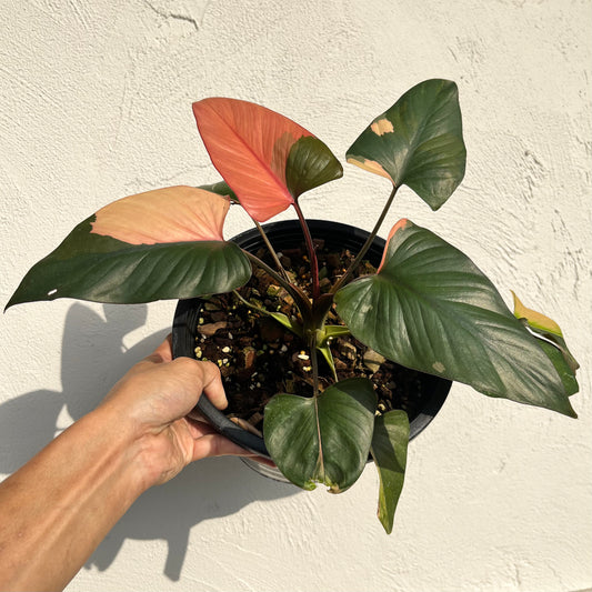 Homalomena cf. Aromatica var. Pink Diamond