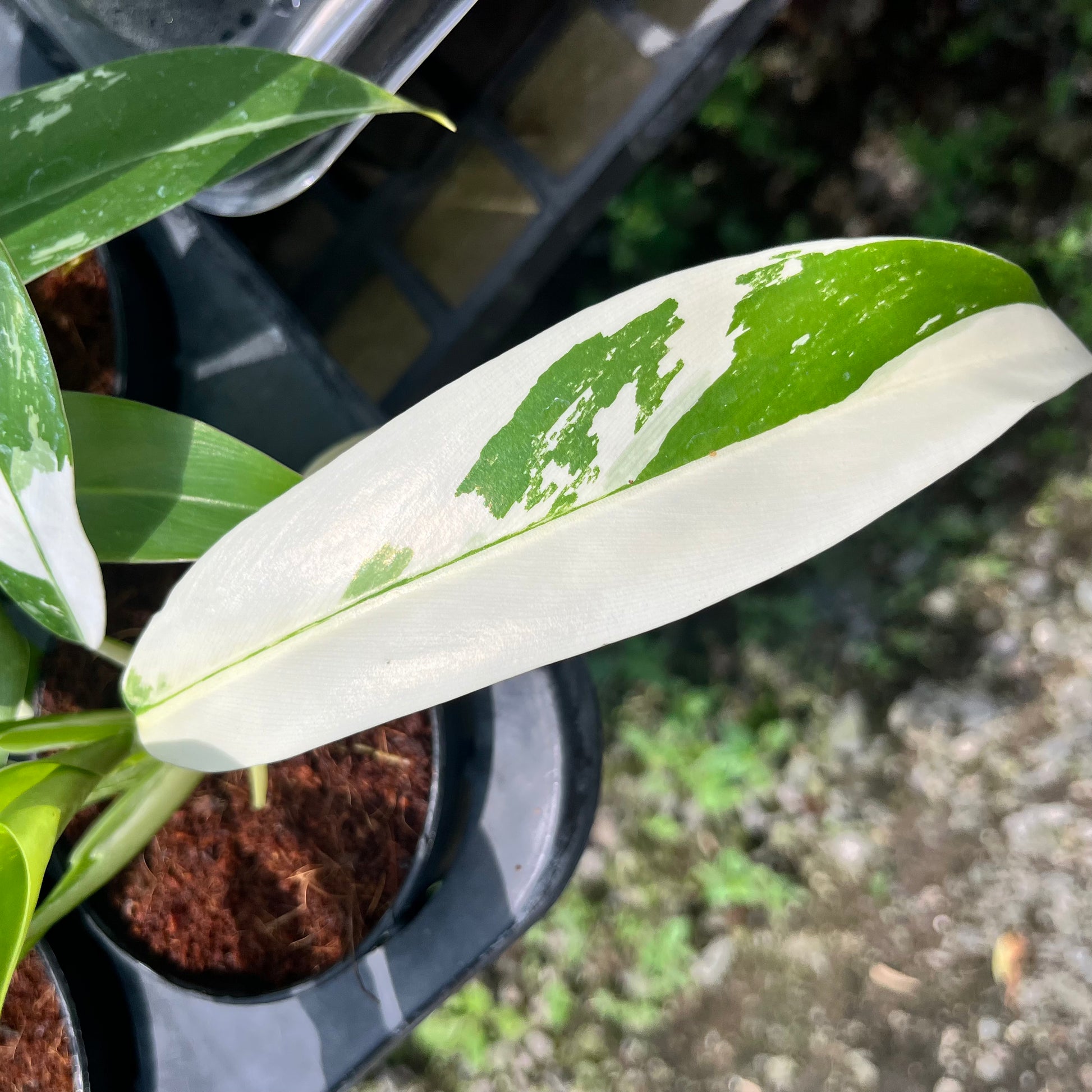philodendron imbe for sale Philodendron Wend-Imbe Variegated