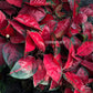 Aglaonema Suksom Jaipong