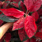 Aglaonema Suksom Jaipong