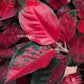 Aglaonema Suksom Jaipong