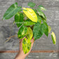 Philodendron Burle Marxii Variegated