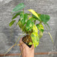 Philodendron Burle Marxii Variegated