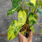 Philodendron Burle Marxii Variegated